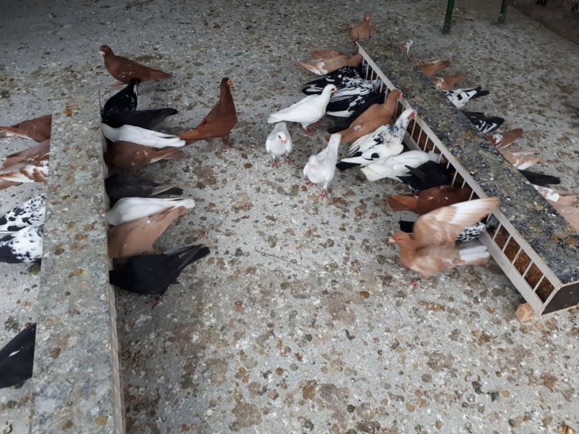  - I1 _ carunculați _ martie 2019