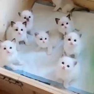 3de1a8f6ff4b28735147d8cac0a77423 - CUTE CATS 2019