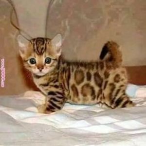 b096836b5bd7e6f52af4159c85647f10 - CUTE CATS 2019