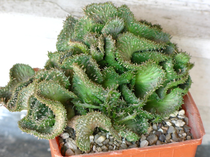 Euphorbia pugniformis fa cristata - EUPHORBIA - album foto 1