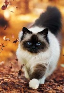 fce6e1c1f24724f4f1e6e7d7c4779683 - CUTE CATS 2019