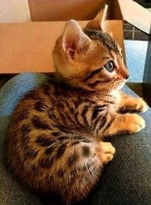 a4beaf4c45673fd53bada337a3995bc9 - CUTE CATS 2019