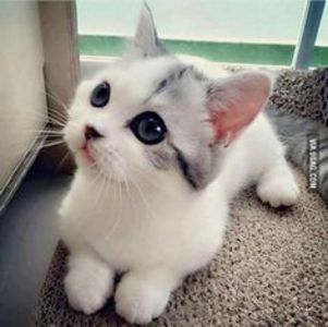 e5ff5c3525c6cb2506413b4dcab8136e - CUTE CATS 2019