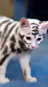 bc0594d6e551dc88ad0533968c9f0d71 - CUTE CATS 2019