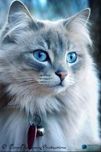 b72a6d4defc9b84ec1c5bc00e43f77be - CUTE CATS 2019