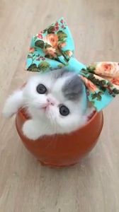 9ea95550b45d67ebc26872cd38c2ff01 - CUTE CATS 2019