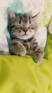 e87ceae76bfa27ff3b04eb808cf47587 - CUTE CATS 2019