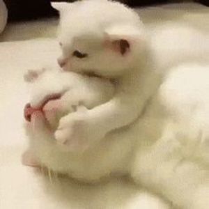 43407e761ad5366ea507a8b3eb548a15 - CUTE CATS 2019