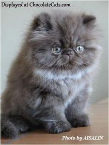 7f10bae18e77fa77185af49c708e67c2 - CUTE CATS 2019