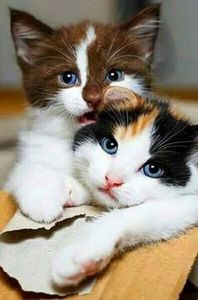 2f82b60b3a067004722eeadd25125b97 - CUTE CATS 2019