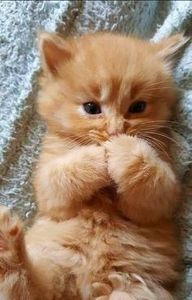 965177422dbe9fd47c9690528825744b - CUTE CATS 2019