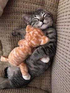 e1f16d6ee490cab60b6f06dd7a33ffc2 - CUTE CATS 2019