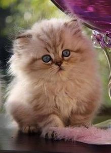 ffb5fa56fa6270df0c66d700ace303b9 - CUTE CATS 2019