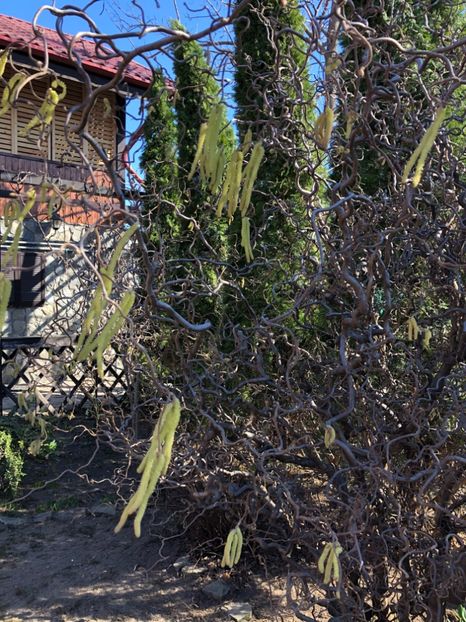 2019 - 0021 GRADINA IN 2018 2020