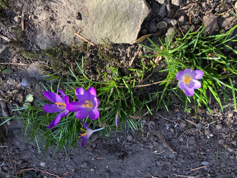 2019 - 0021 GRADINA IN 2018 2020