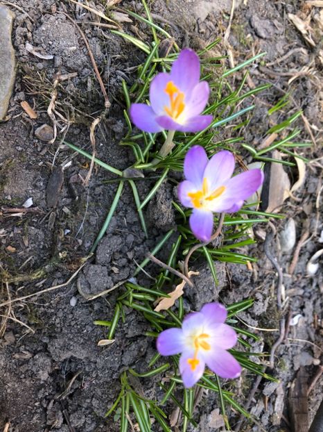 2019 - 0021 GRADINA IN 2018 2020