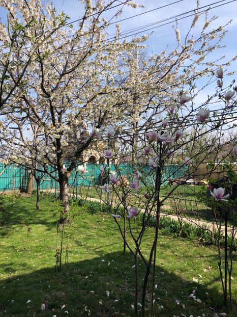 9 MAI 2019 - 0021 GRADINA IN 2018 2020