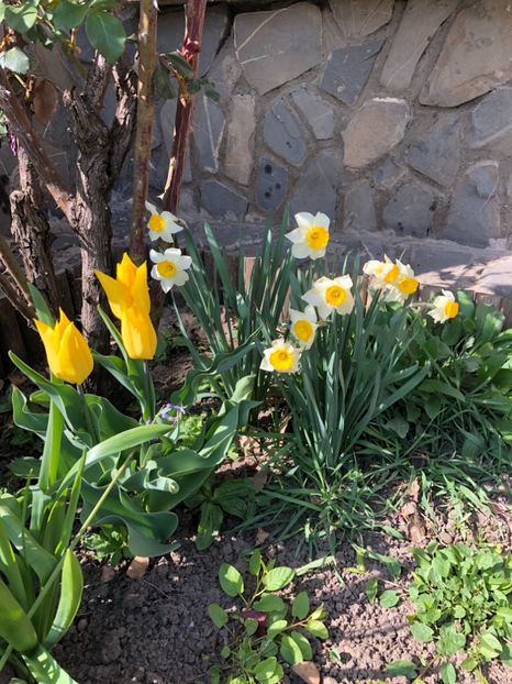9 MAI 2019 - 0021 GRADINA IN 2018 2020