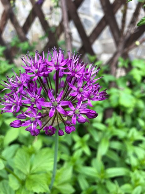 7B715306-15F5-459C-AD26-AD1A25C2B7AA - 0021 GRADINA IN 2018 2020