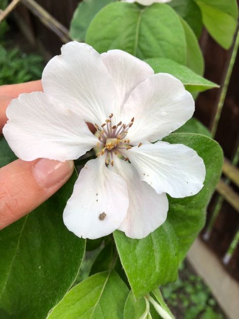 Floare de gutui - 0021 GRADINA IN 2018 2020