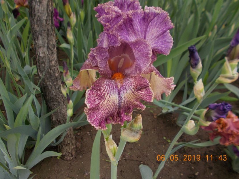 queen in calico - IRISI BARBATA ELATIOR SI INTERMEDIA-2019