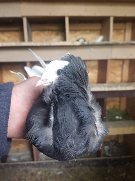 received_2340143752712134 - Tineret 2019 gulerati de bihor