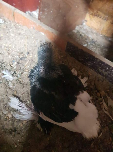 received_1128355344011879 - Tineret 2019 gulerati de bihor