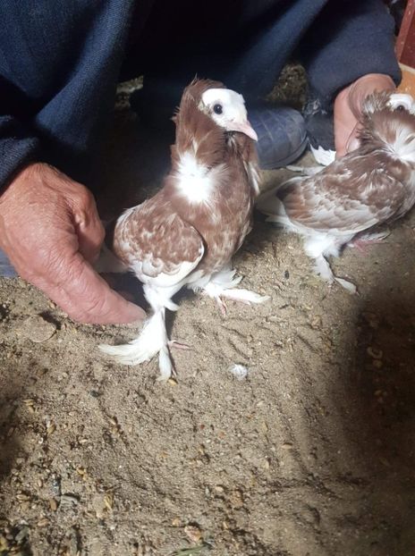 received_669758940141741 - Tineret 2019 gulerati de bihor