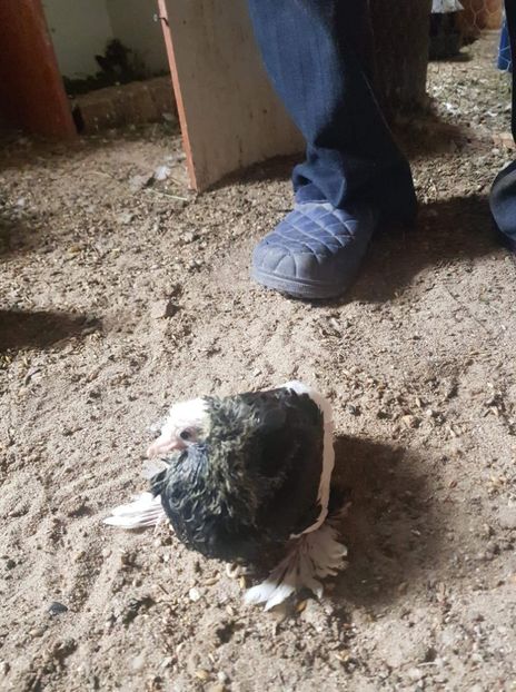 received_449697005802813 - Tineret 2019 gulerati de bihor