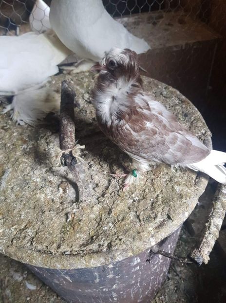 received_1040780829447126 - Tineret 2019 gulerati de bihor