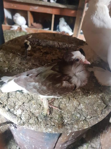 received_433744714120010 - Tineret 2019 gulerati de bihor