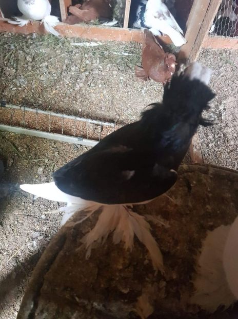 received_444559066112318 - Tineret 2019 gulerati de bihor