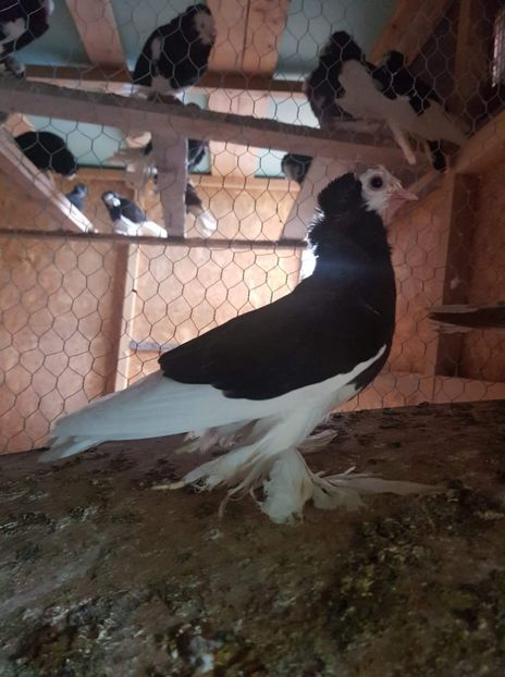 received_2370927689695228 - Tineret 2019 gulerati de bihor