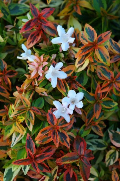 abelia kaleidoskope 35 - ARBUSTI DE VANZARE  1
