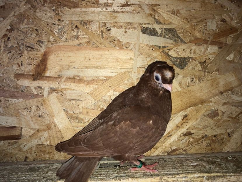 6918  2019_1 - pui 2019 BM