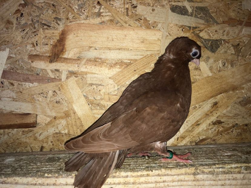 6918  2019_3 - pui 2019 BM