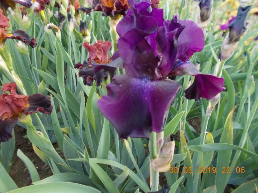 emperors delight - IRISI BARBATA ELATIOR SI INTERMEDIA-2019