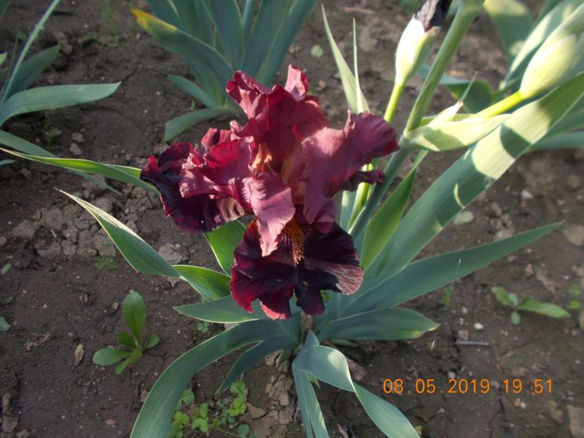 raptor red - IRISI BARBATA ELATIOR SI INTERMEDIA-2019
