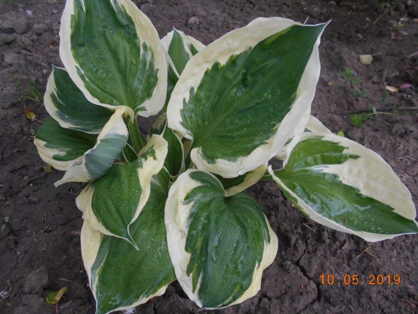 hosta Patriot - 2Azalee-rhododendroni-hortensii-hoste 2019