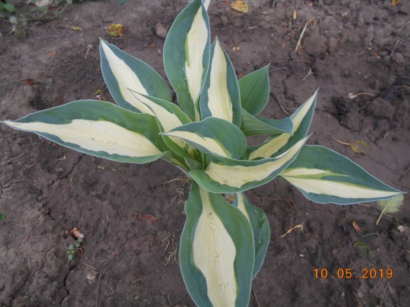 hosta Sting - 2Azalee-rhododendroni-hortensii-hoste 2019