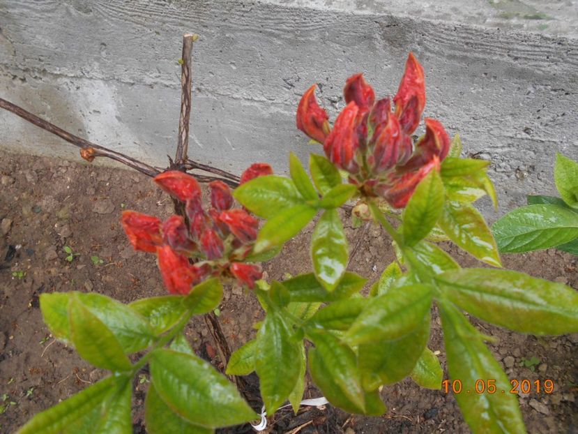 azalee Gibraltar - 2Azalee-rhododendroni-hortensii-hoste 2019