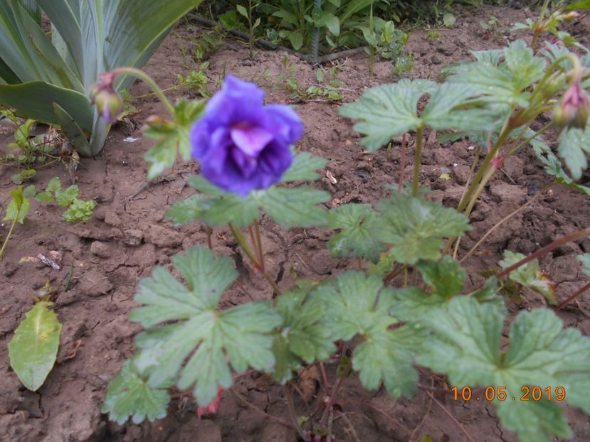 Geranium Himalayense Plenum - 2Primavara2019
