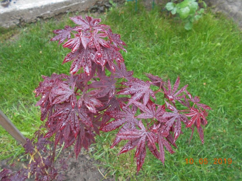 artar japonez - 2Primavara2019