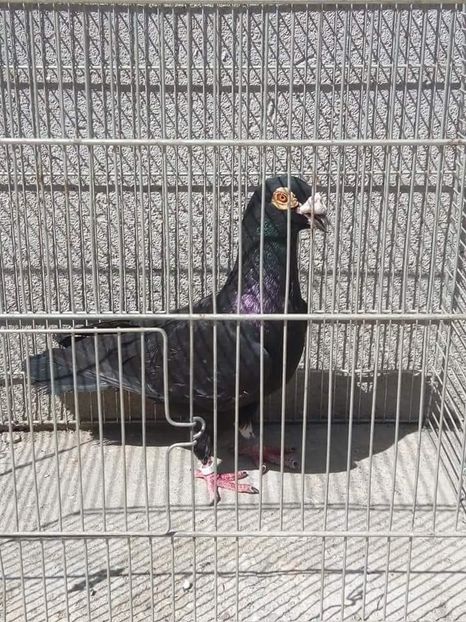 received_2027136694272131 - De Vanzare Voiajori Stil Vechi