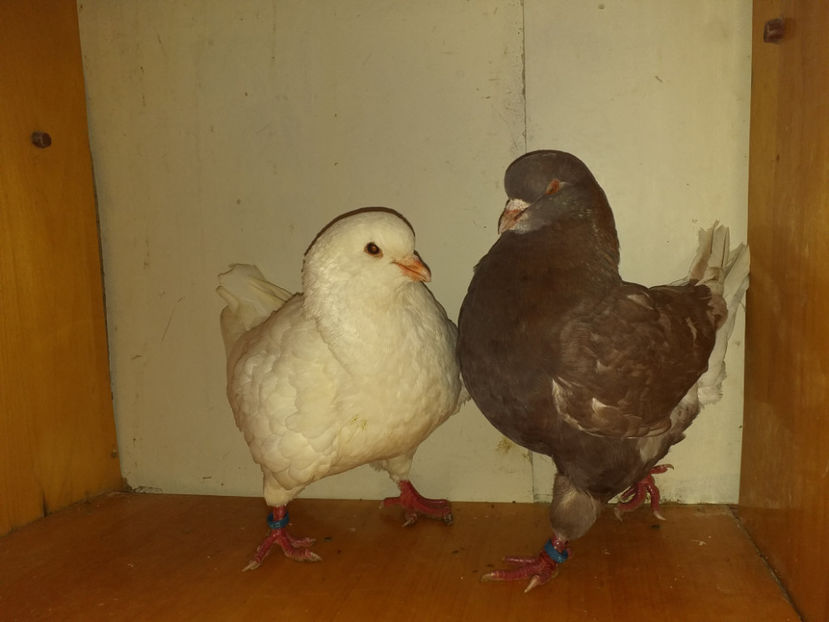 Perechea - Porumbei  vinduti