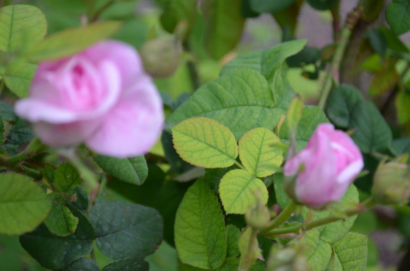  - dragostea  de natura