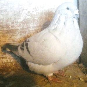 M2017 RO-GULIT - VARIANTA de CUPLU