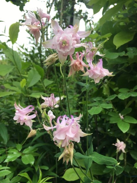 4CD2516E-3503-41BC-998C-B4912E9468EC - Caldaruse 2019