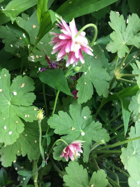 22CDB439-A3C9-4487-91C6-81E2871A0CEF - Caldaruse 2019