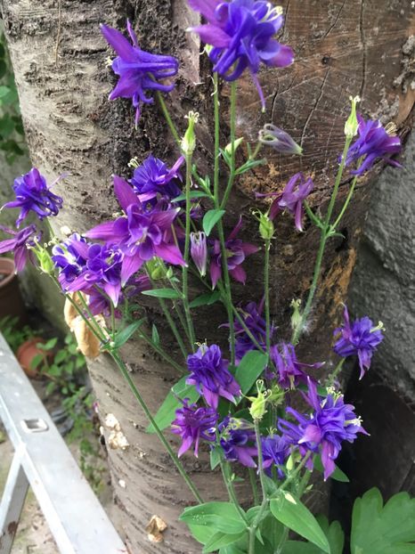 239C270A-398E-4C92-8784-5027322E42C3 - Caldaruse 2019